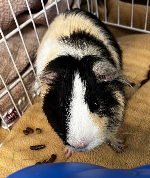 A hamster being held.