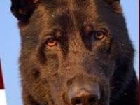 The Police Dogs of British Columbia –&nbsp;Jedi