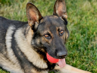 Eli the legend – one of the longest serving police service dogs in&nbsp;B.C…