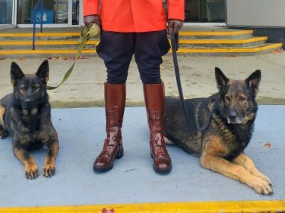 Top BC Police Dog:&nbsp;Niro…